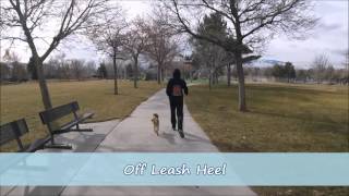 Tibetan Spaniel Obedience Training Small Dog Trainers Reno Nevada [upl. by Gould]