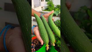 Fresh organic gilki harvesting from my terrace। shorts viralshorts ytshorts [upl. by Olivia]