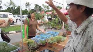 Tillandsia Plant Sunday Market SH P26 [upl. by Matronna]