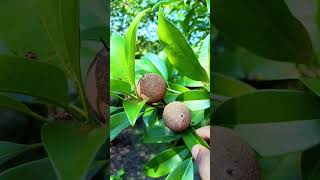 चिकू Sapodilla fruit fruit shots shortstrending [upl. by Naus]