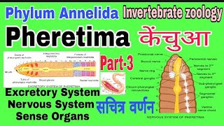 Earthworm Excretory System Nervous System amp Sense Organs Phylum Annelida [upl. by Flip151]