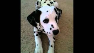 Smart Dalmatian Puppy [upl. by Christian]