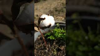 Growing cotton from seed organic cotton shortsvideo [upl. by Lledo]