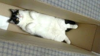 Warning You will get STOMACH ACHE FROM LAUGHING SO HARD  Funny CAT compilation [upl. by Rosane927]