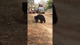 Sloth bear spotted during safari in Kanha National Park [upl. by Rind80]