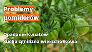 Sucha zgnilizna i opadanie kwiatów pomidorów Problemy pomidorów [upl. by Sallad]