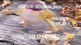 KODOK ACUMALAKA 1 JAM [upl. by Khai]