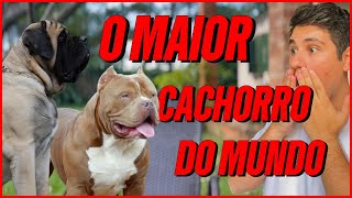 MAIOR CACHORRO DO MUNDO E O MAIOR PITBULL DA HISTÓRIA POLÊMICO [upl. by Divaj902]