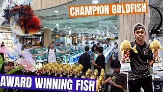 THAILAND goldfish SHOW WINNERS  WORLD CLASS FISH [upl. by Hola345]