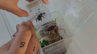 Rehouse Caribena versicolor Antilles pinktoe tarantula [upl. by Hnaht]