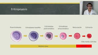 HEMATOPOYESIS [upl. by Elyod460]