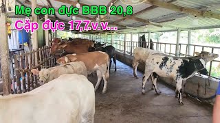 2110  Cặp đực 177  Mẹ con đực BBB 208tr  Trại Bò Thành Trung [upl. by Arundel]