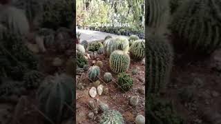 Captas plants captasplantdplants nature masuri gardening dehradun narsary greenry explore [upl. by Ydnes]