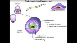 Nematelmintos [upl. by Blackman]