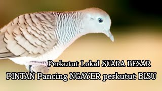 Perkutut Lokal GACOR suara besar Ampuh memanggil Lawan EMOSI MANGGUNG [upl. by Joselow]