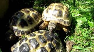 Korppoon Kilpikonna Valtakunta  Tortoise in Korppoo [upl. by Rolyt546]