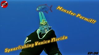 Shooting a 34LB Permit While Spearfishing Venice Florida Ep36 [upl. by Eentroc720]