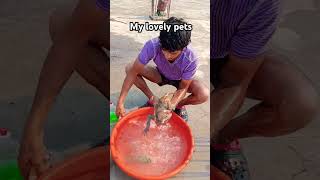 My lovely petsI love my petspets pet dogs doglover shortsviral shortvideos viral [upl. by Ratha]