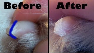 The best way to cut your dogs nails  dog training grooming [upl. by Sherj]