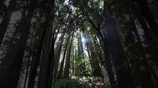 Redwoods Jedediah Smith Howland Hill poetic thoughts poetry redwoodnationalpark [upl. by Derfliw60]