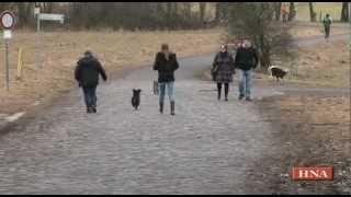 Hundeverordnung Nur noch zwei Meter Leine erlaubt in Hessen [upl. by Nainatrad]