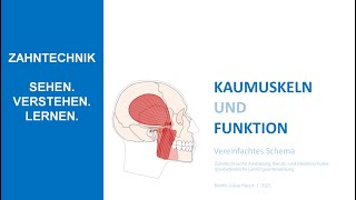 Kaumuskeln und Funktion  Vereinfachte Darstellung [upl. by Sined]