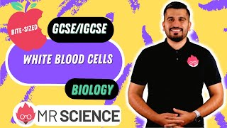 White blood cells  Bitesized  GCSE  IGCSE in 4K  Mr Science [upl. by Nohs]