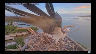 Captiva Osprey Cam [upl. by Ynnij]