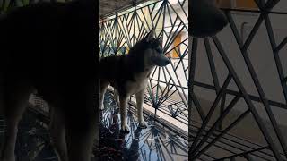 Amr bari te ora kano asbe  reels funny huskydoglovers shortsvideo shorts trending short [upl. by Ipoillak]