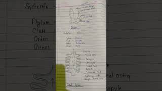 Sycon ka Canal system structure [upl. by Held]