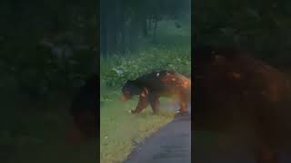 Sloth bear on the Nagarahole main road [upl. by Dulcea459]