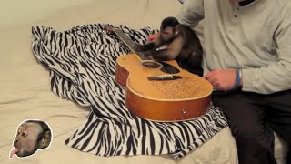 Monkey Guitar Lesson [upl. by Ahoufe]