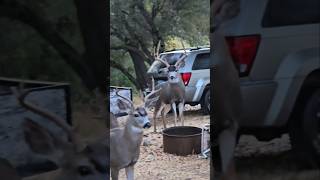 Rudolph is back Rut 2024 blacktaildeer rutbuck  homezoo [upl. by Rodman803]