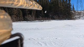 Ptarmigan hunting [upl. by Teriann15]