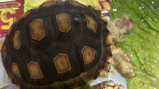 Tortoise breakfast live sulcatatortoise tortoiselover [upl. by Rebor]