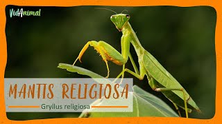 TODO SOBRE la MANTIS RELIGIOSA [upl. by Aurie]