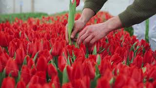 Growing tulips in greenhouse Picking tulips in greenhouse Closeup of farmers hands florist [upl. by Cayla]