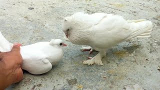 Pigeon Sounds To Attract Pigeons  Male Pigeon Super Performance  White Pigeon [upl. by Edny]