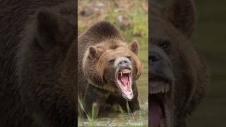 Grizzly Bears Are Powerful Icons of the Wild shorts [upl. by Jeffries]