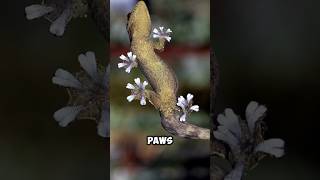 Geckos Have INCREDIBLE PAWS  Amazing Geckos 🤓 [upl. by Inele]