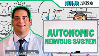 Sympathetic Nervous System Crash Course Anatomy amp Physiology 14 [upl. by Lorenz511]