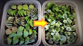 Peperomia Leaf Propagation in Soil [upl. by Castillo]