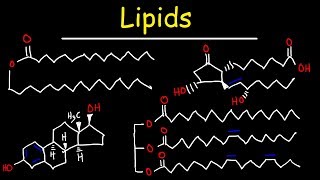 Lipids  Fatty Acids Triglycerides Phospholipids Terpenes Waxes Eicosanoids [upl. by Casimir735]