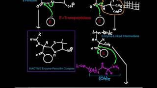 Penicillin Mechanism of Inhibition of Transpeptidase [upl. by Vyner]