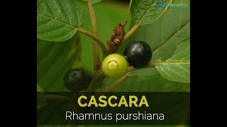 Cascara plantRhamnus purshiana explain pharmacologicalproperties laxative containing anthraquione [upl. by Ayt815]