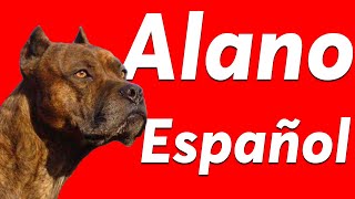 ALANO ESPAÑOL 🐶🇪🇸 Origen  Características  Comportamiento  Cuidados [upl. by Sitruk909]