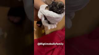 Meet The Newborn Brindle French Bulldog Natural Birth [upl. by Bac254]