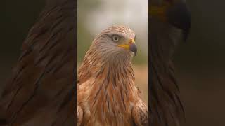 Red Kite in Spain shorts wildlife bird of prey [upl. by Munsey198]