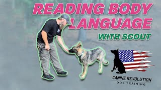 Making Observations in Dog Behavior and Body Language [upl. by Markowitz]