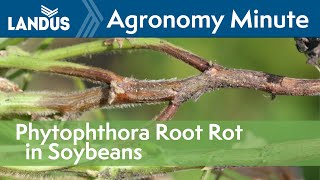 Phytophthora Root Rot in Soybeans  Agronomy Minute [upl. by Yrolam]